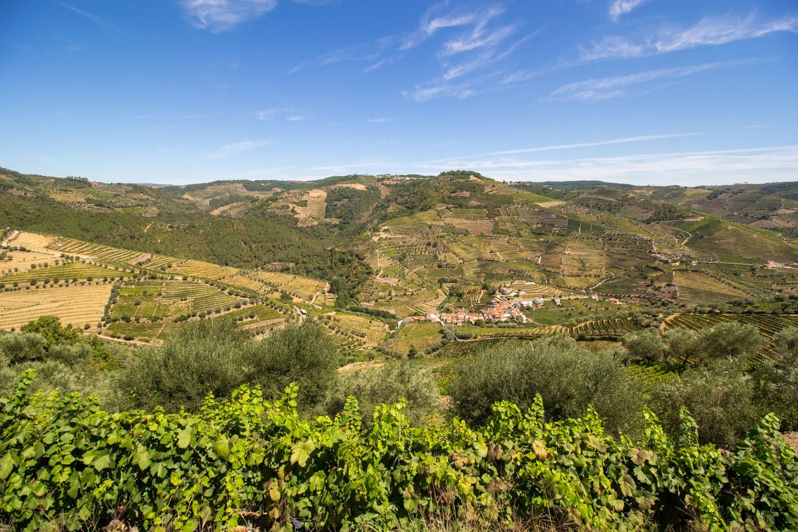 Vineyard terraces above the Douro at Peso da R&eacute;gua, Portugal