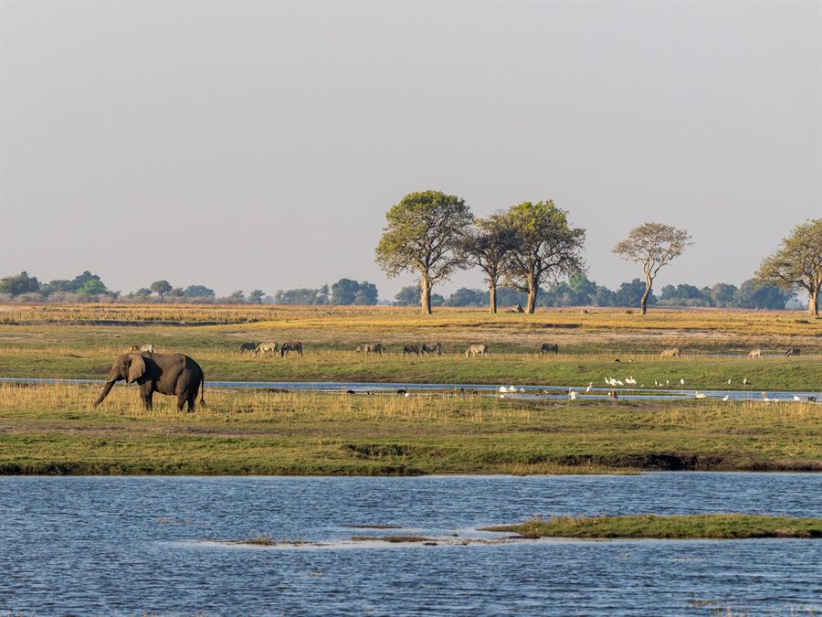 Elephant grazing near water in an African savanna with zebras and birds